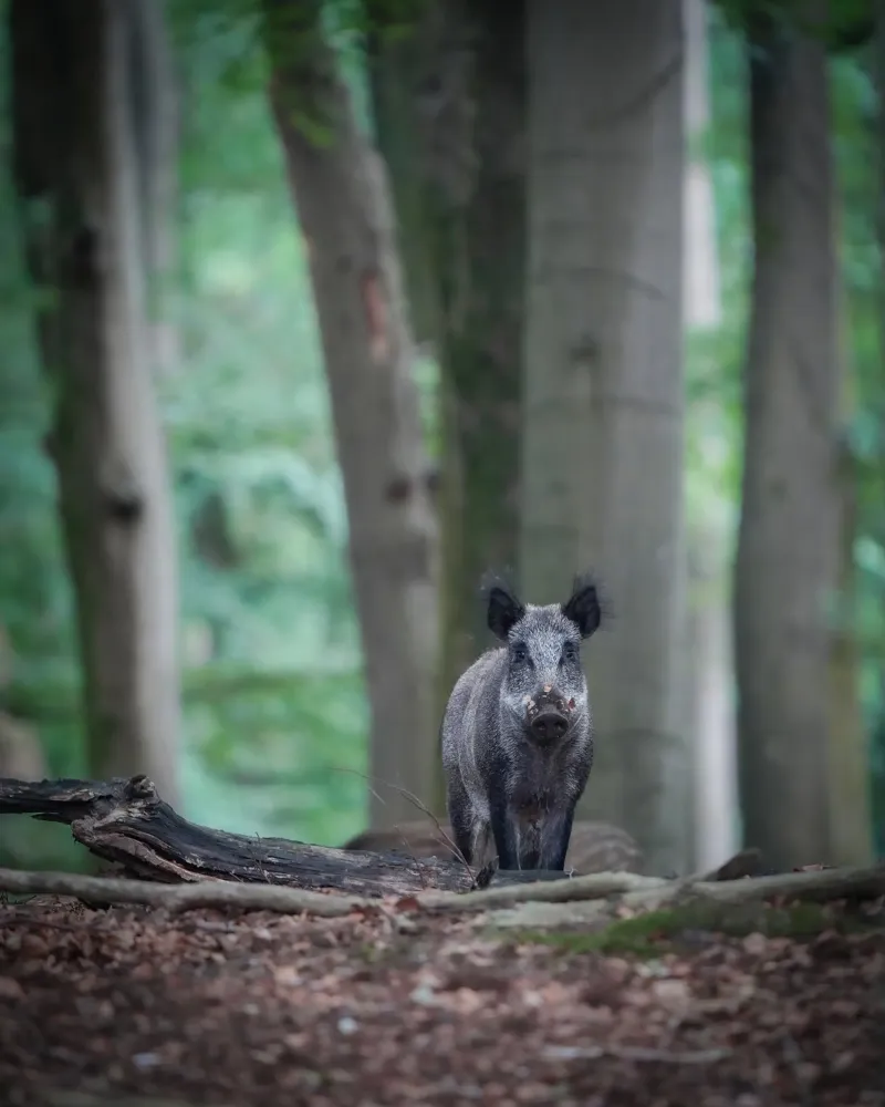 Cinghiale nella foresta tela con Cornice a cassetta da Tom's Wildlife