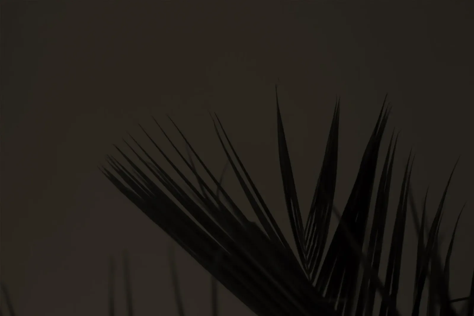 foglia di palma fogliame tropicale poster con telaio in legno da Earthly Visions