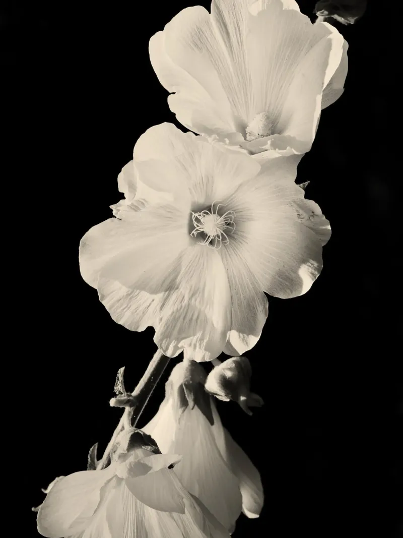 orchidea poster da Earthly Visions