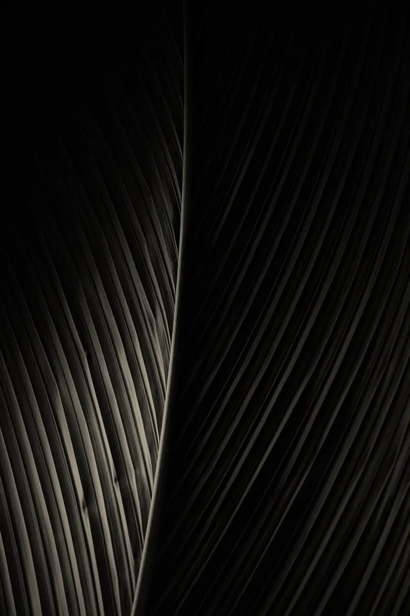 foglia di palma poster da Earthly Visions