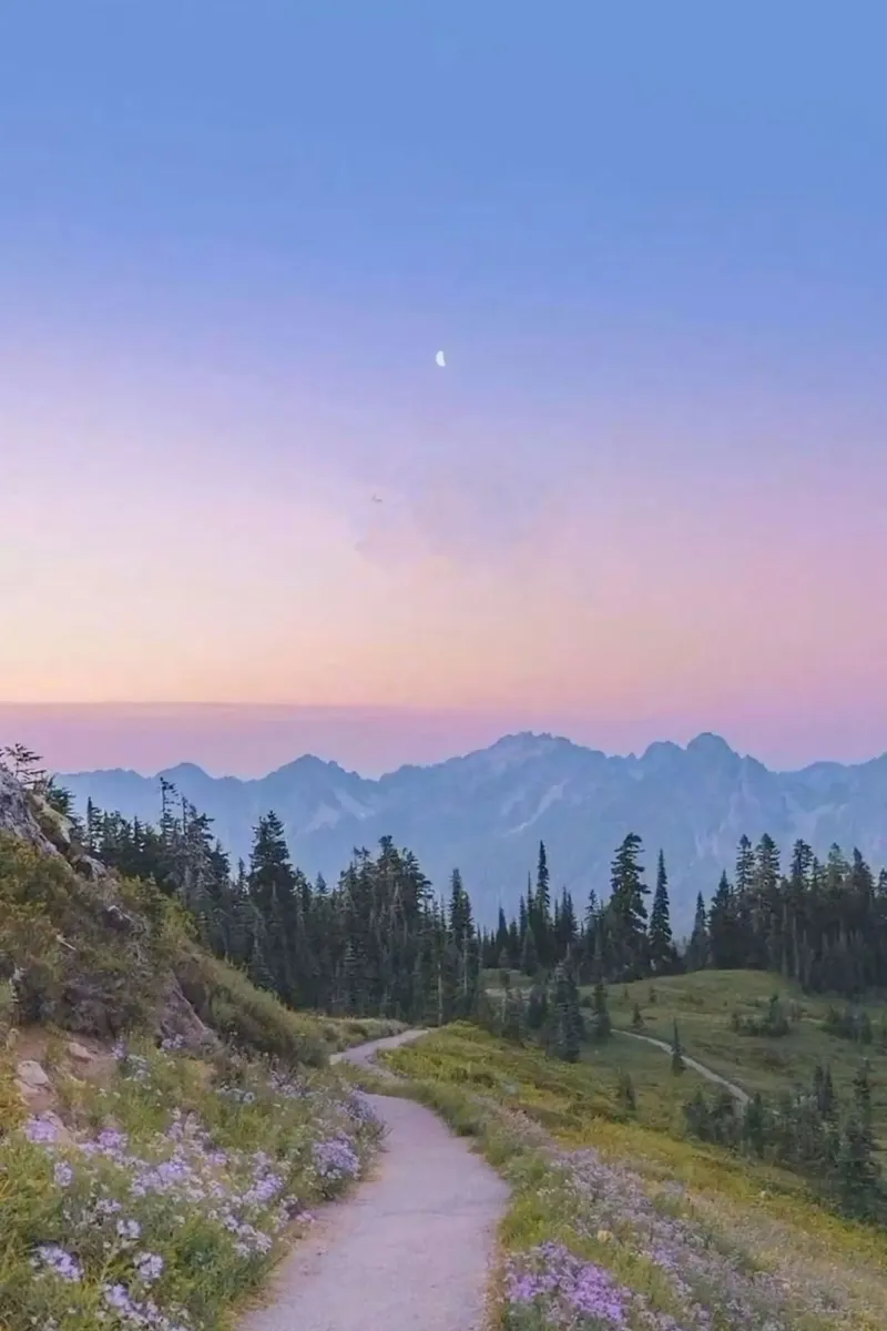 calm sunset forest poster da lifeline