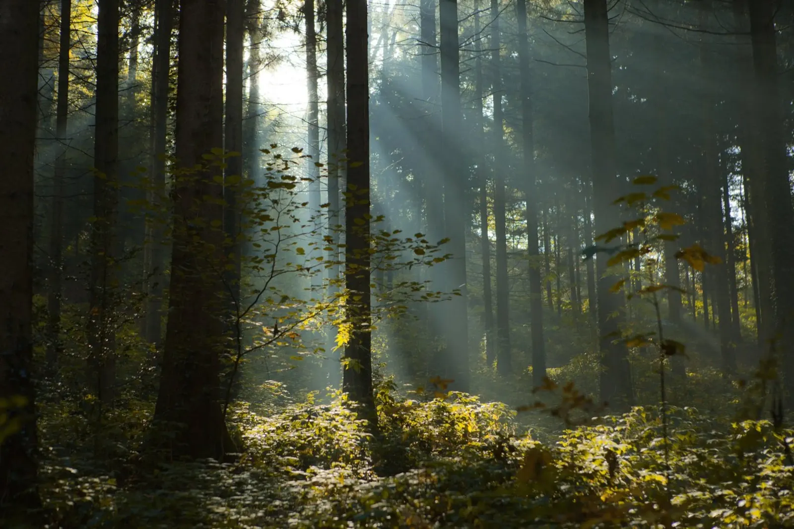 Reidholz pellicola backlit da Marc Gruninger
