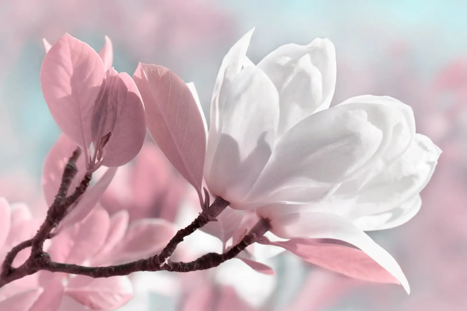 Magnolie poster da Atteloi