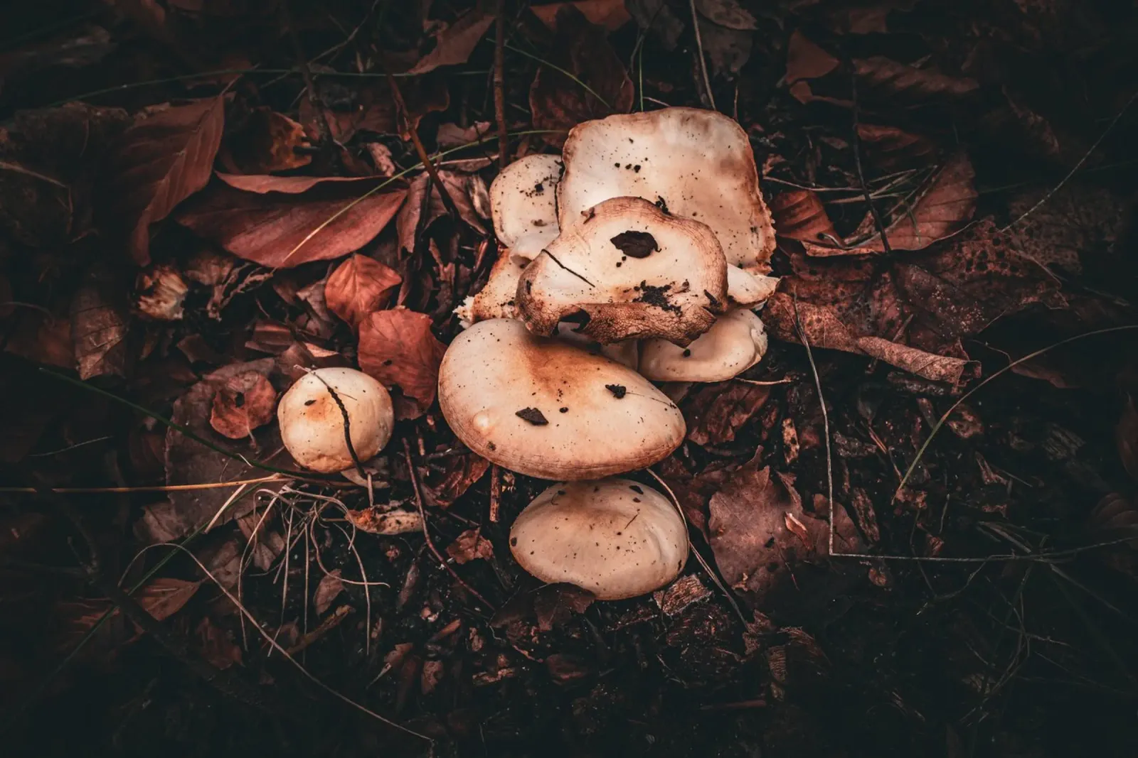 Funghi sul suolo della foresta pellicola backlit da Marcus Beckert | Fotografie