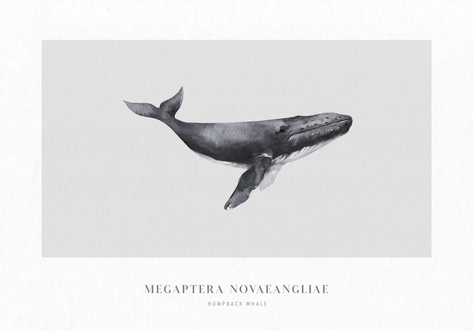 Boho Ocean 1 Humpback Whale carta hahnemühle da Boho Print Collection