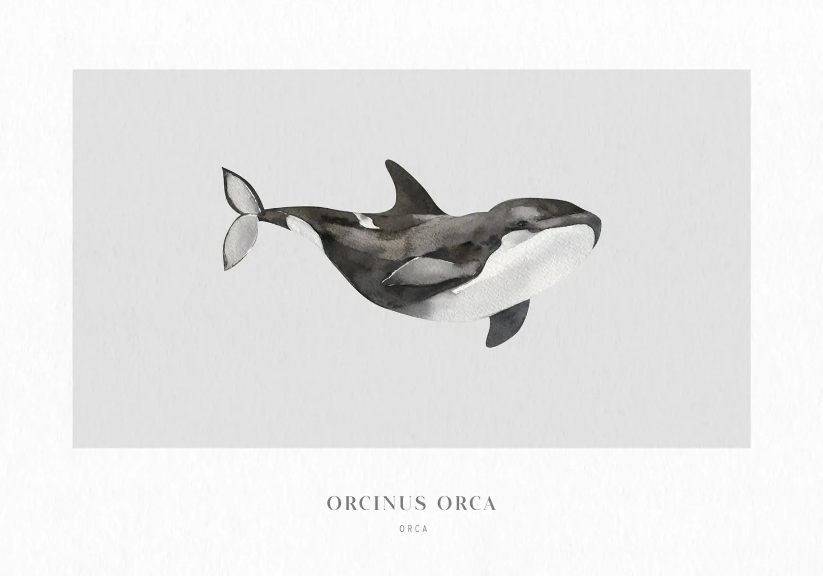 Boho Ocean 1 Orca Whale pellicola backlit da Boho Print Collection