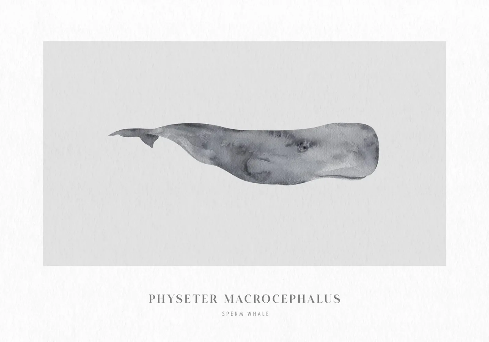 Boho Ocean 1 Sperm Whale pellicola backlit da Boho Print Collection