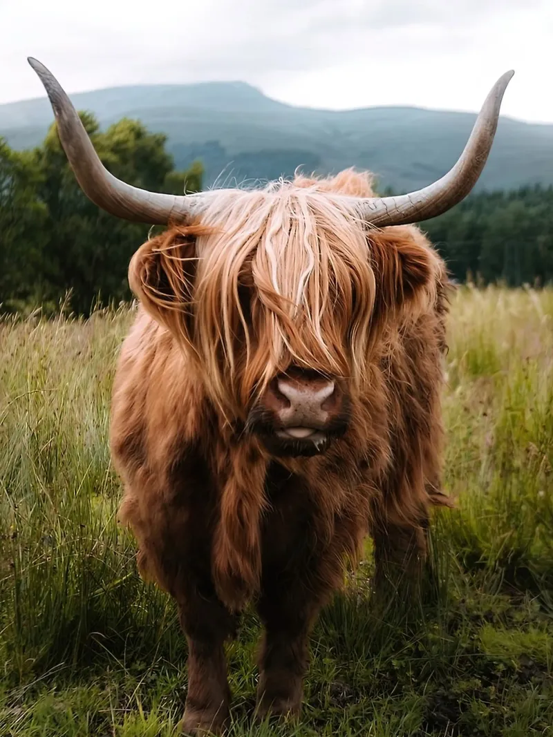 Mucca lanosa tela con Cornice a cassetta da Black And White