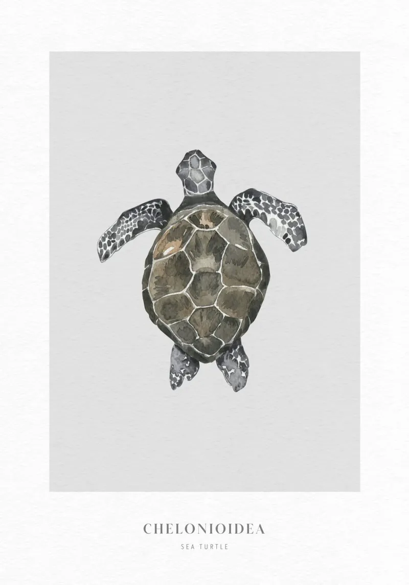 Boho Ocean 2 Sea Turtle pellicola backlit da Boho Print Collection