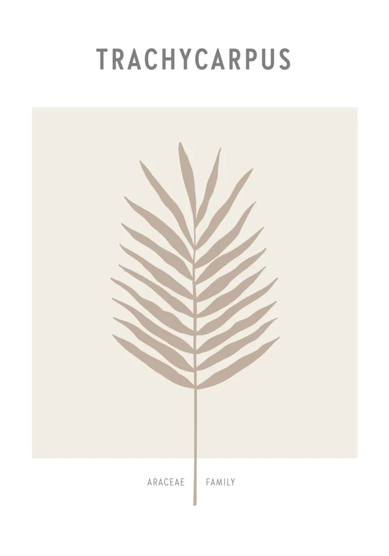 Boho Leaves 1 Trachycarpus pellicola backlit da Boho Print Collection