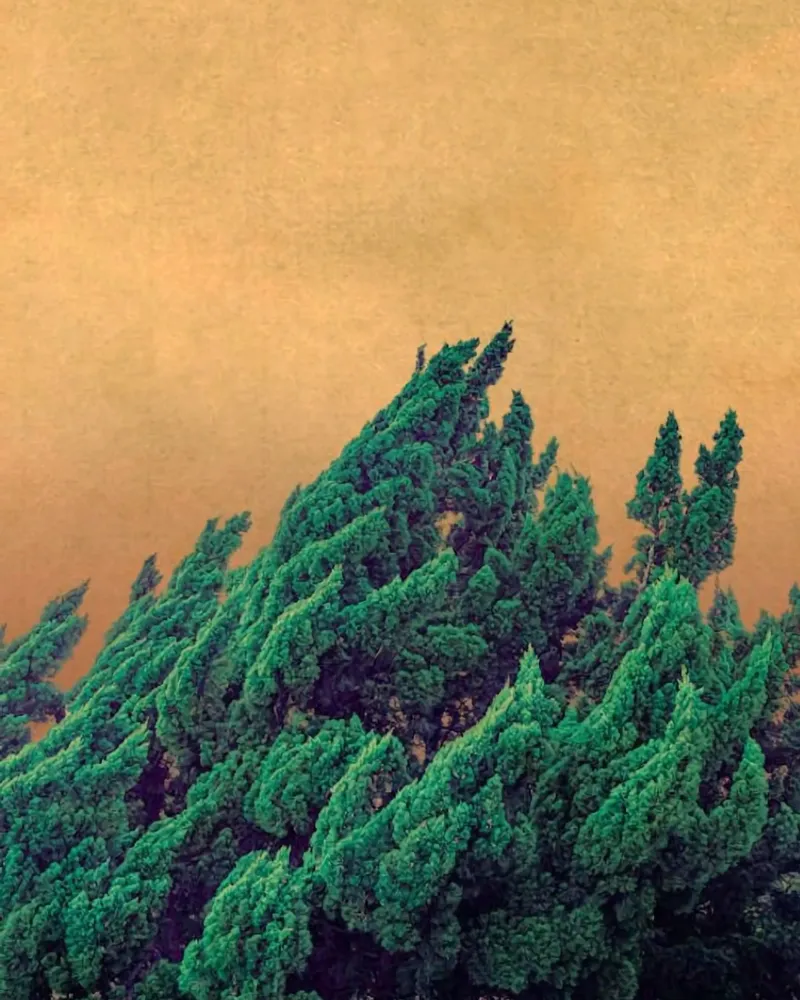 wind on tree tela con Cornice a cassetta da sunity
