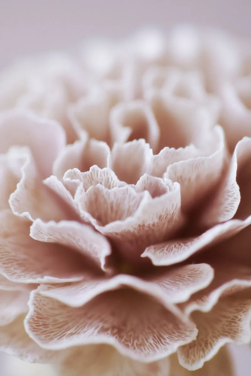 Fragile Bloom No 02 poster da treechild