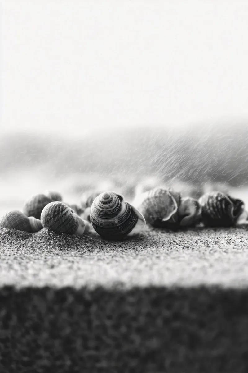 Shell Drift canvas with Floater frame by treechild