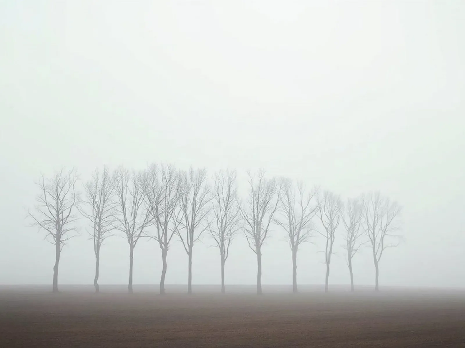 Le sentinelle del silenzio: Una mistica mattinata d'inverno nel F poster da Artistic-shop