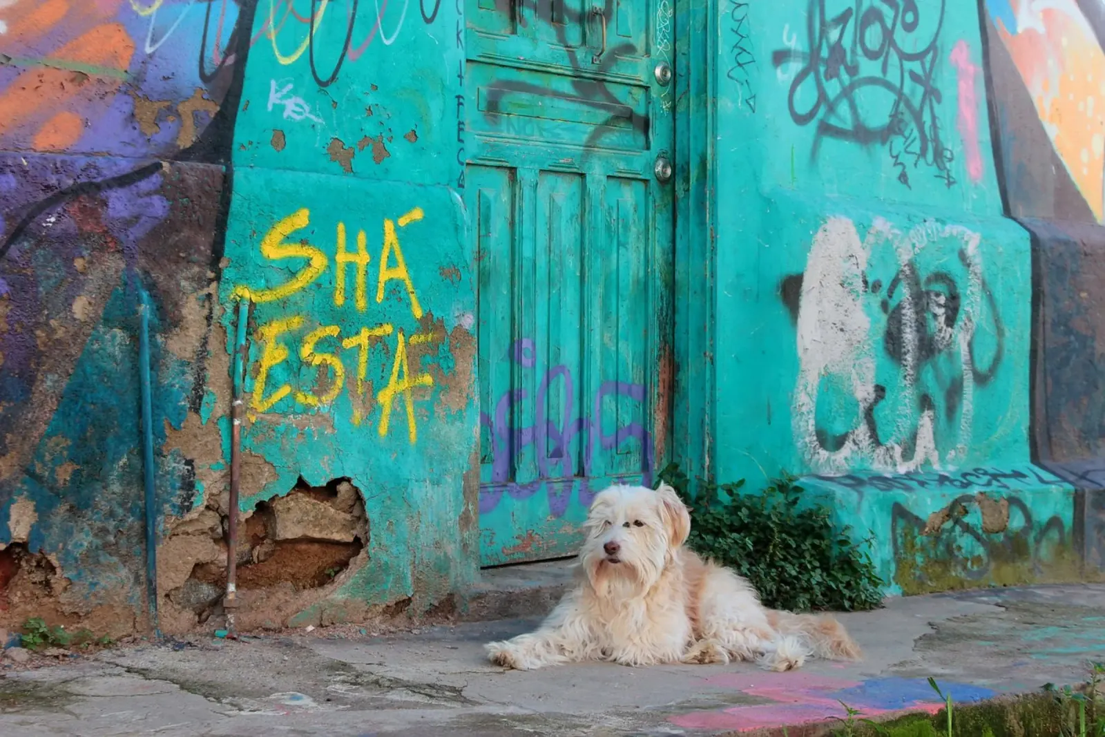 Cane davanti a un muro colorato poster da LinaTravels