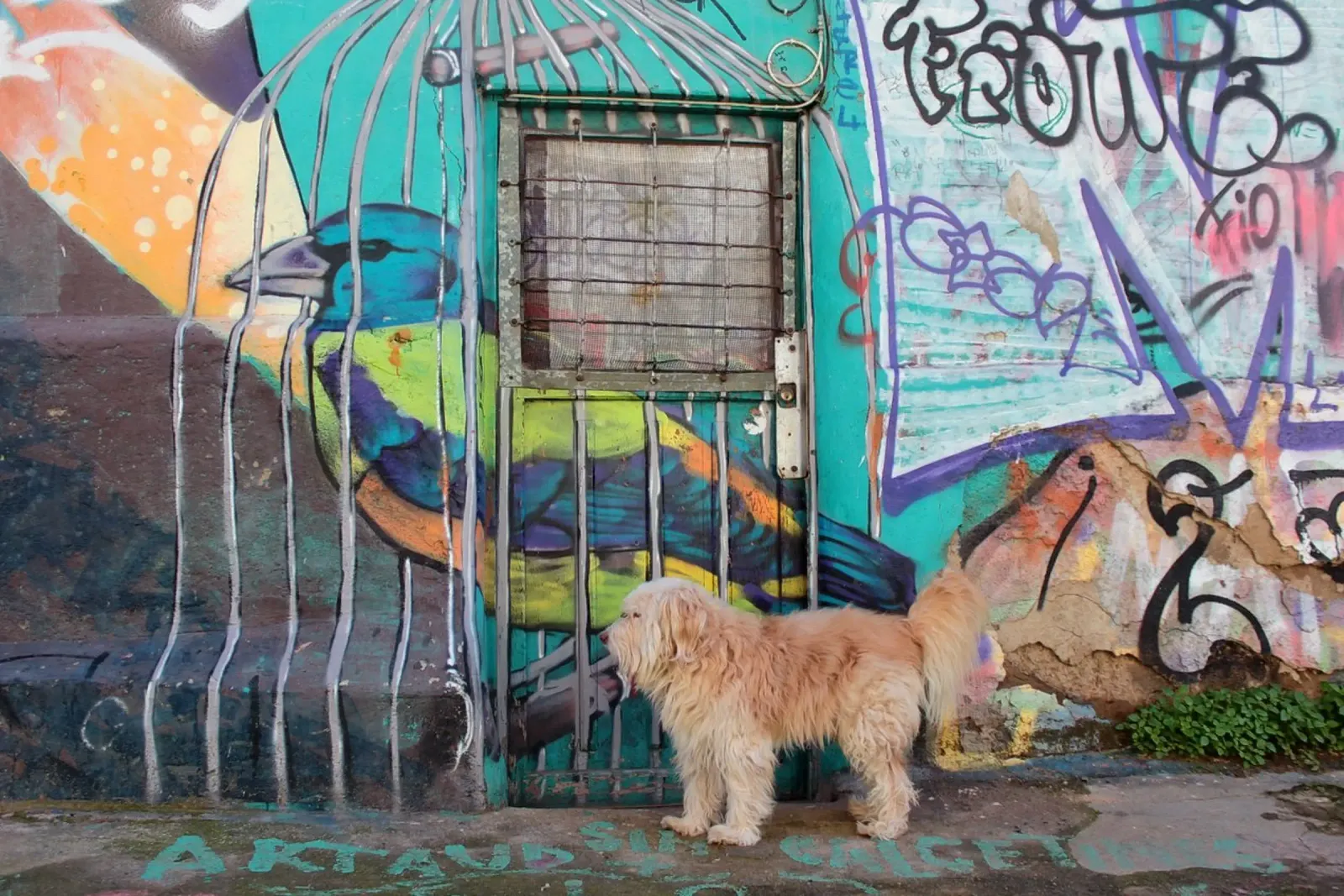 Ritratto di un cane davanti a un graffito poster da LinaTravels