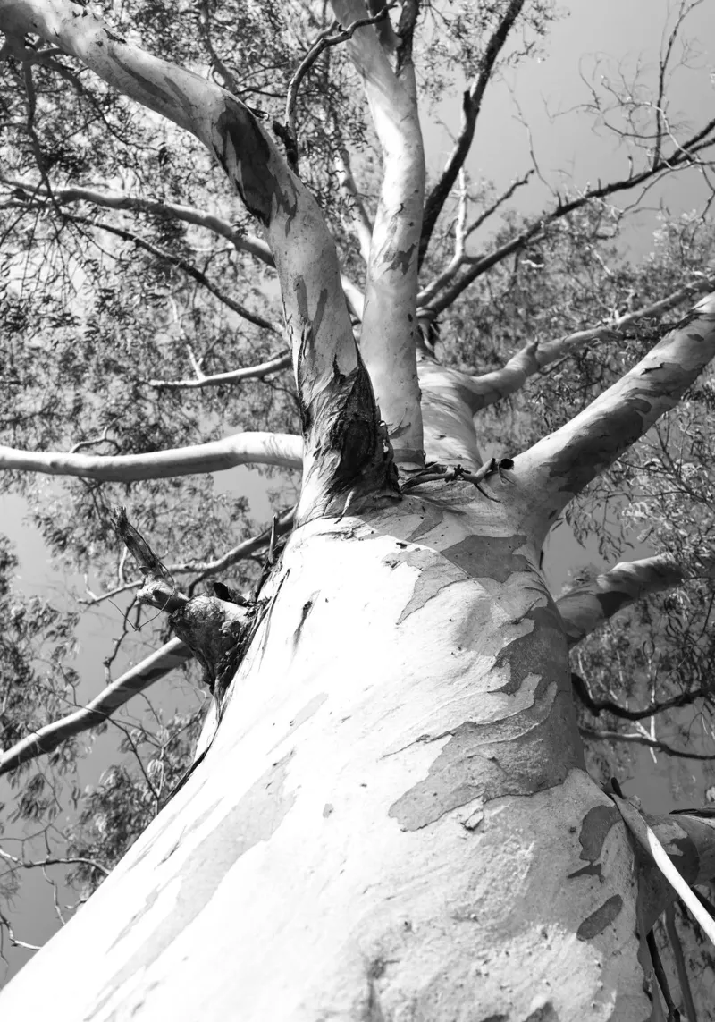 Tree of Life #2 canvas with Floater frame by rafael campezato