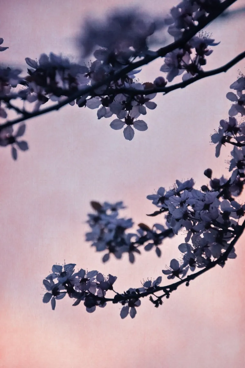 blossoms at dusk alluminio dibond da Visuelle Poesie am Wegesrand