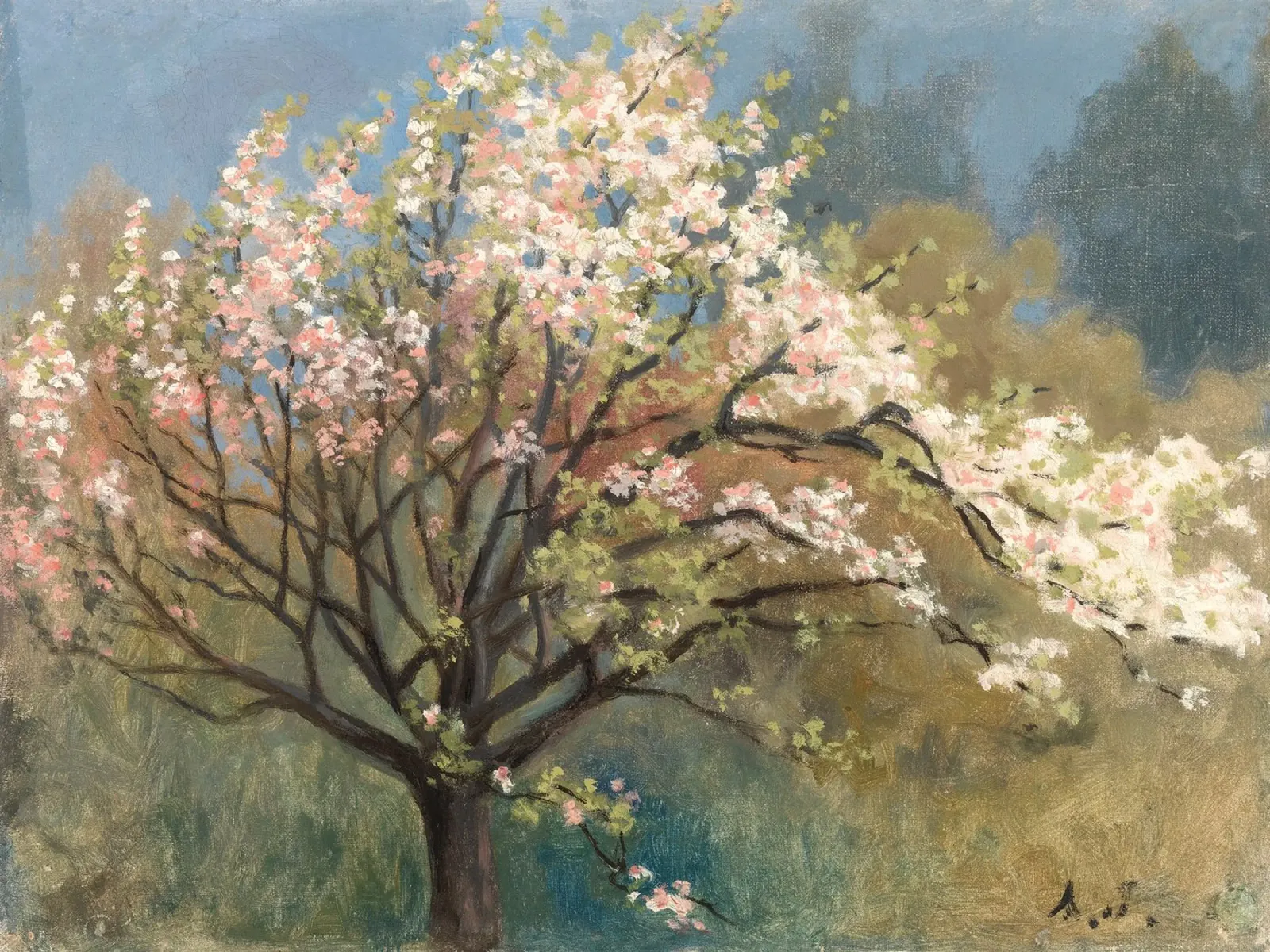 Fruit Tree in Blossom poster da apoloprints