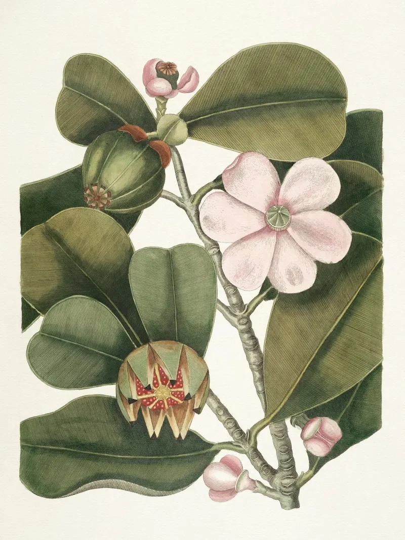 Balsam Tree in Bloom poster da apoloprints