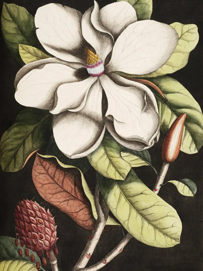 Magnolia Flower - Laurel Tree poster da apoloprints