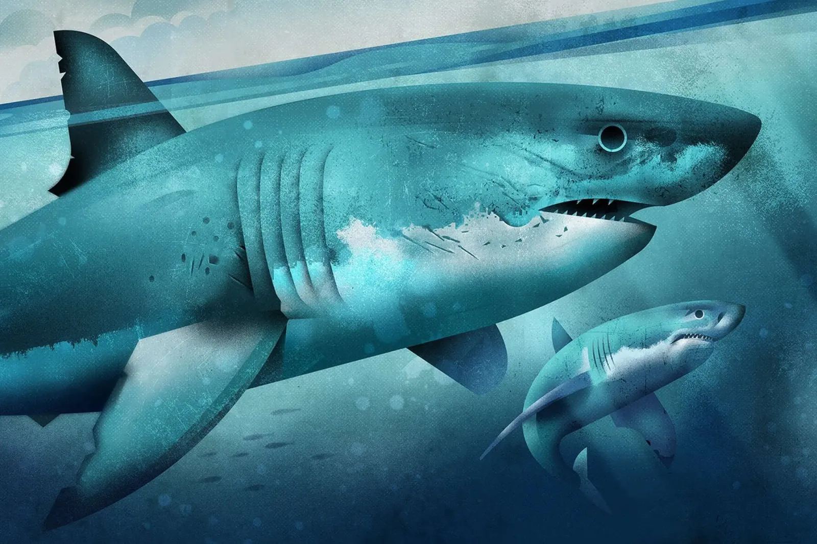 Tiburón blanco poster de David Jackson
