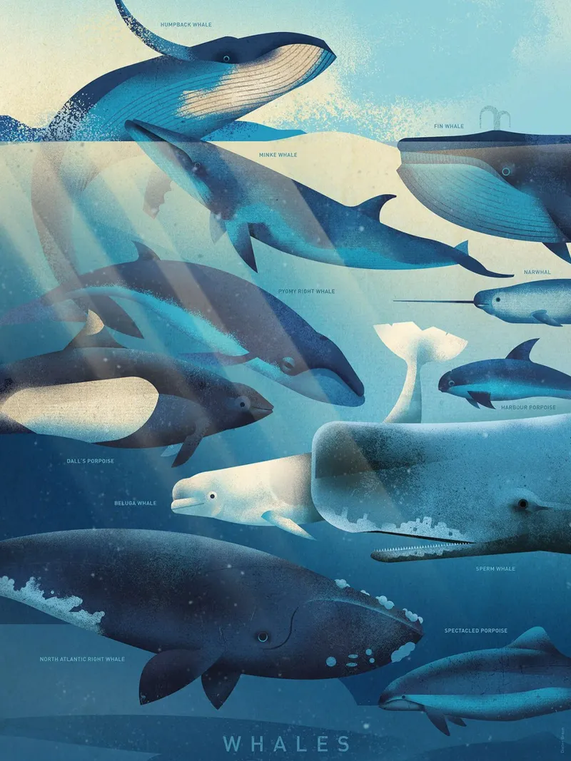 Balene di Dieter Braun tela con Cornice a cassetta da David Jackson