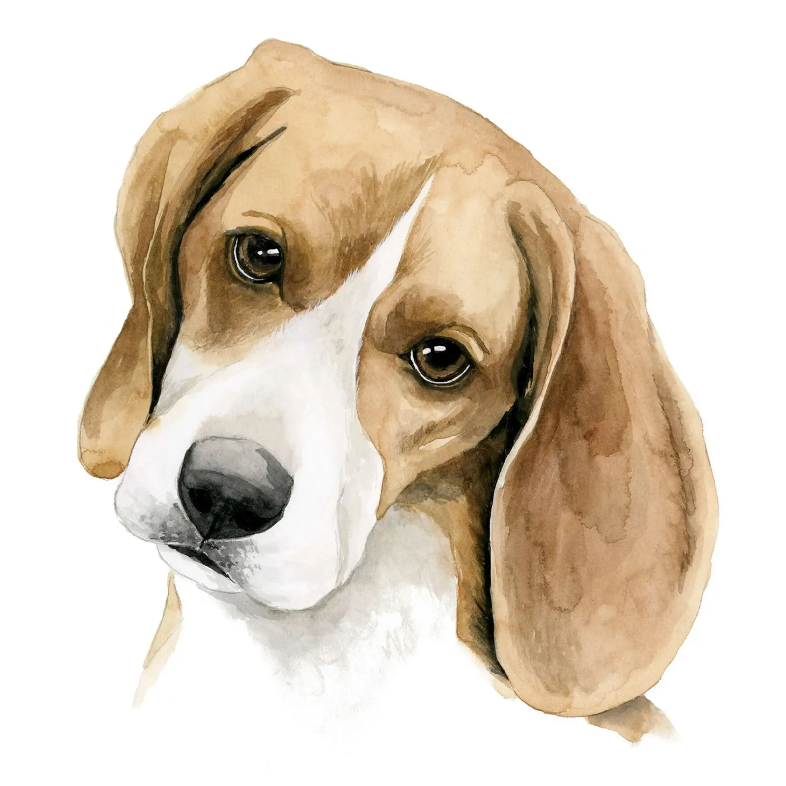 Beagle ll poster da David Jackson