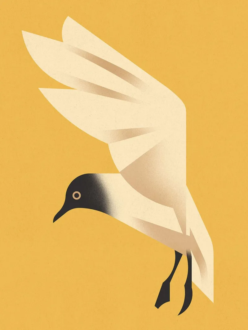 Gabbiano reale poster con telaio in plastica da David Jackson