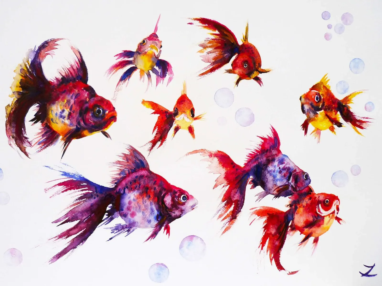 Pesce rosso Calico Ryukin poster da David Jackson