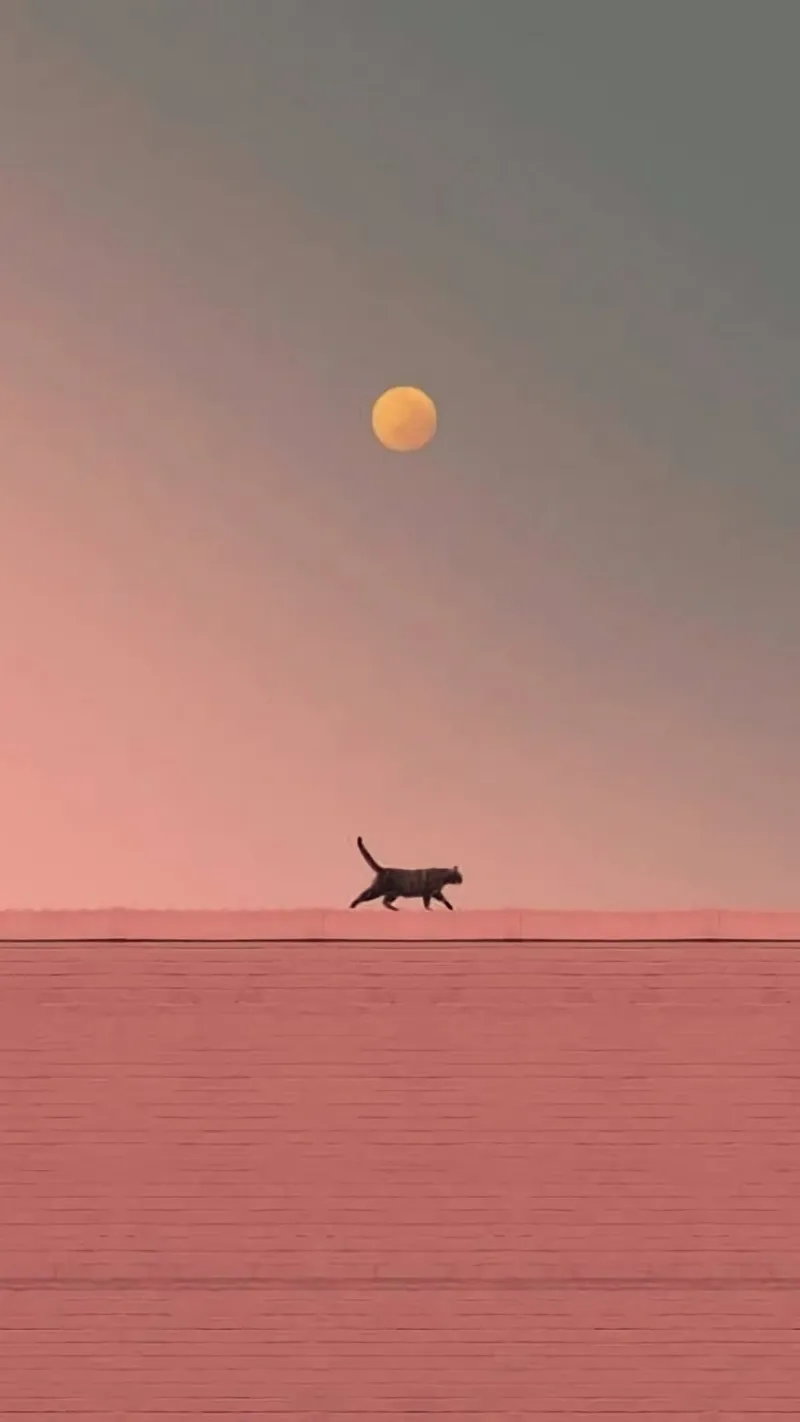 cat walking on wall poster da firmana