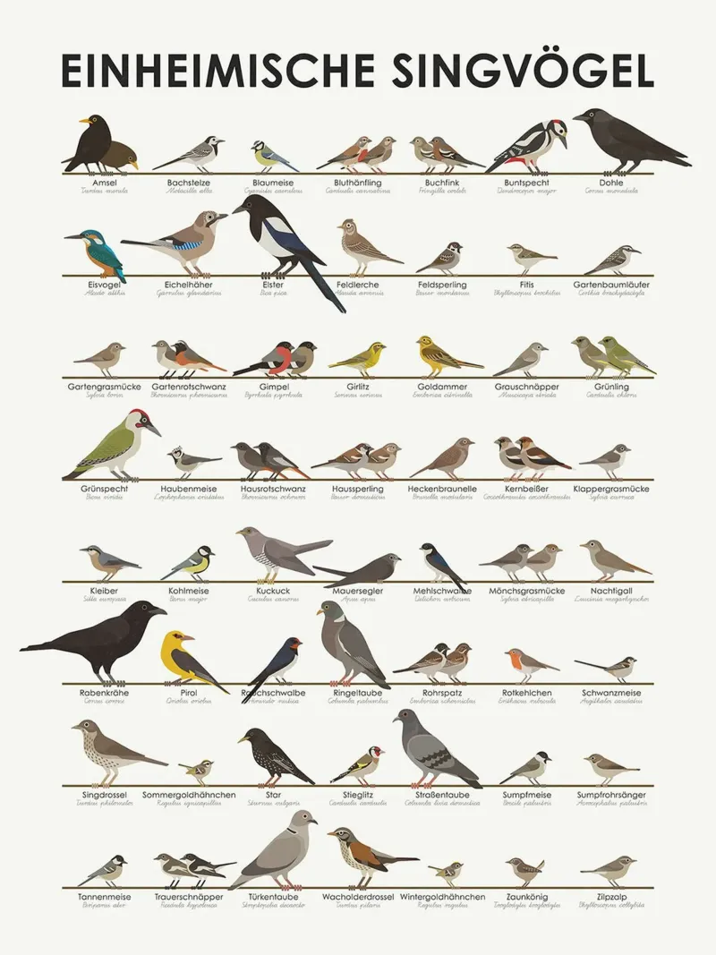 Uccelli canori nativi (tedesco) poster da David Jackson