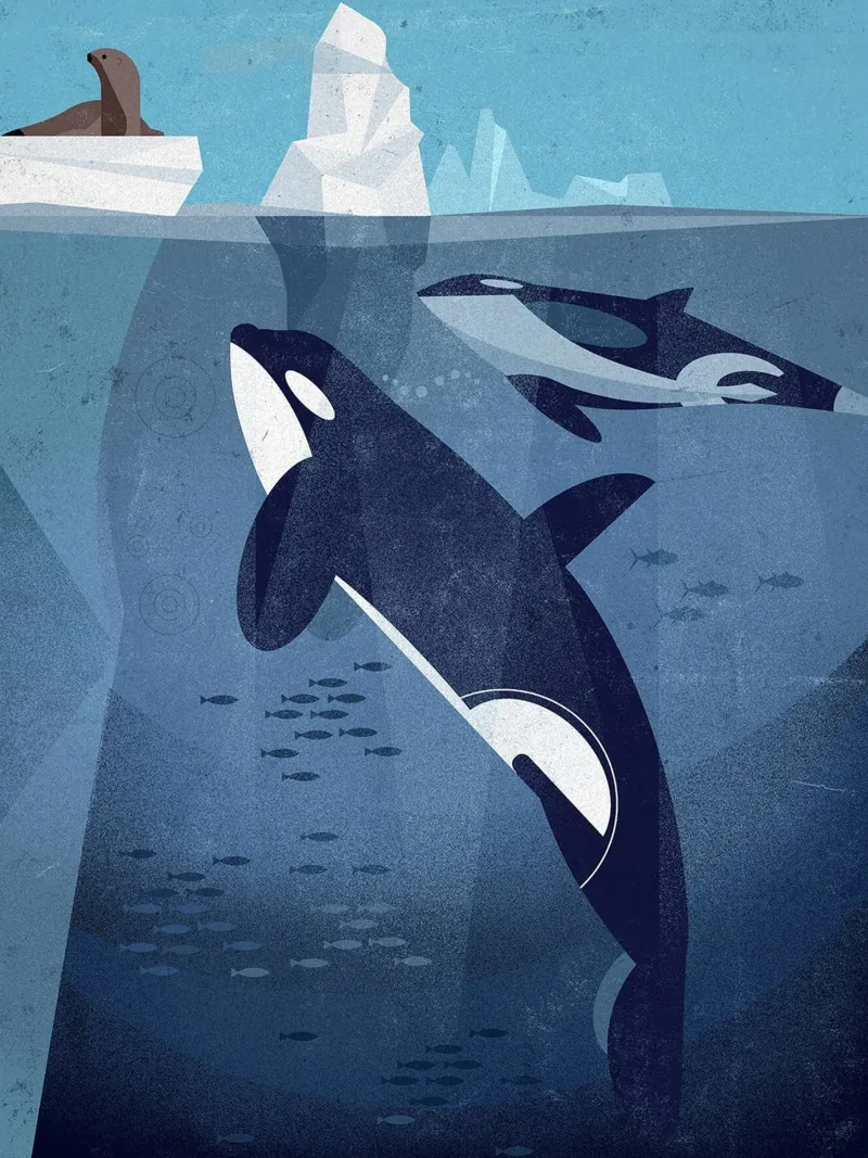 Orca di Dieter Braun poster da David Jackson