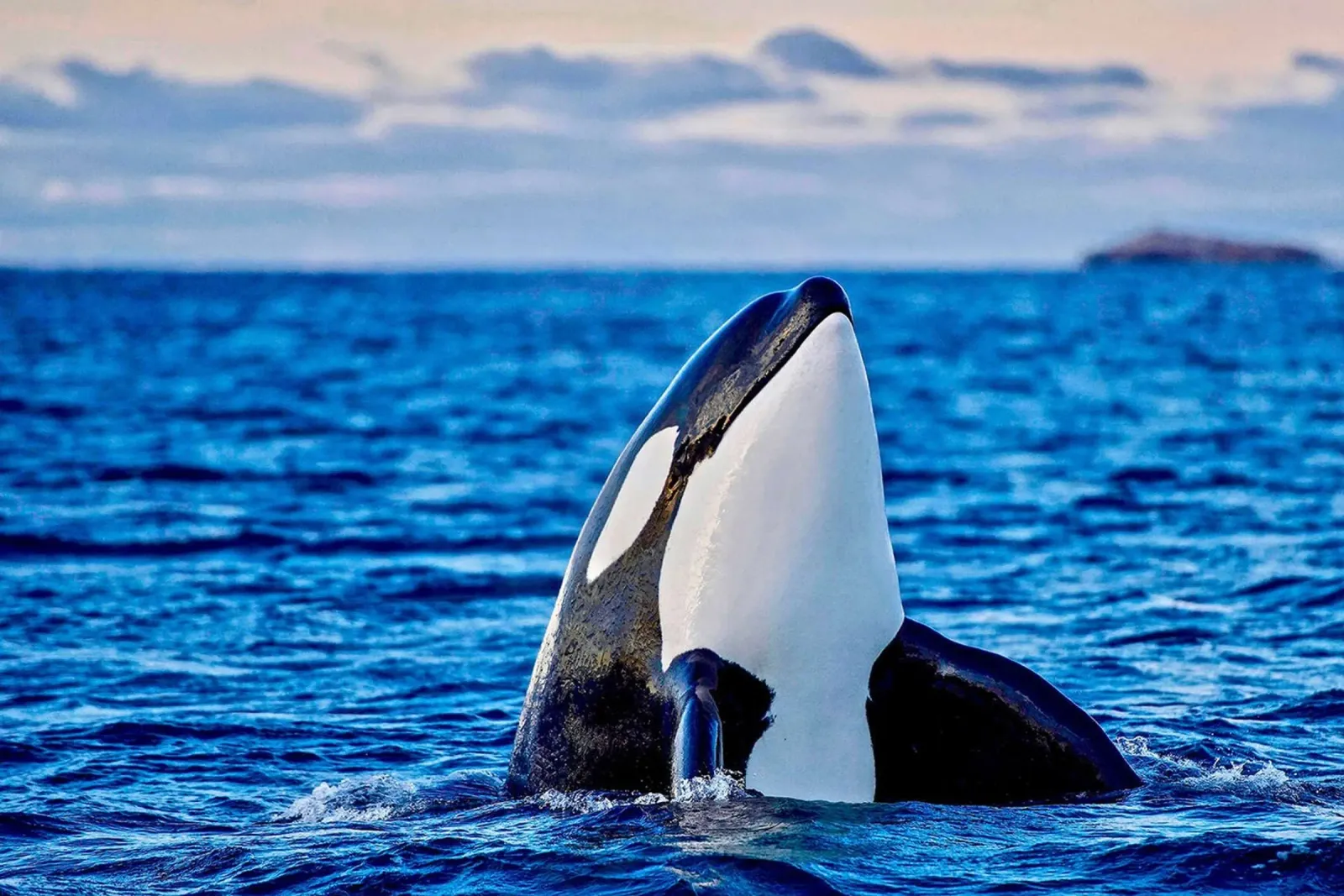 Orca oder Killerwal, Kaldfjorden Leinwand mit Schattenfugenrahmen von David Jackson