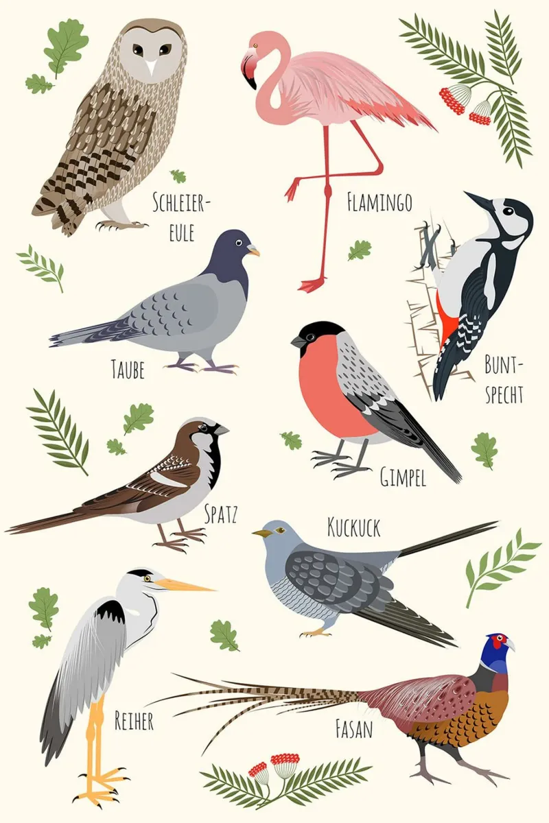 Specie di uccelli (tedesco) poster con telaio in plastica da David Jackson