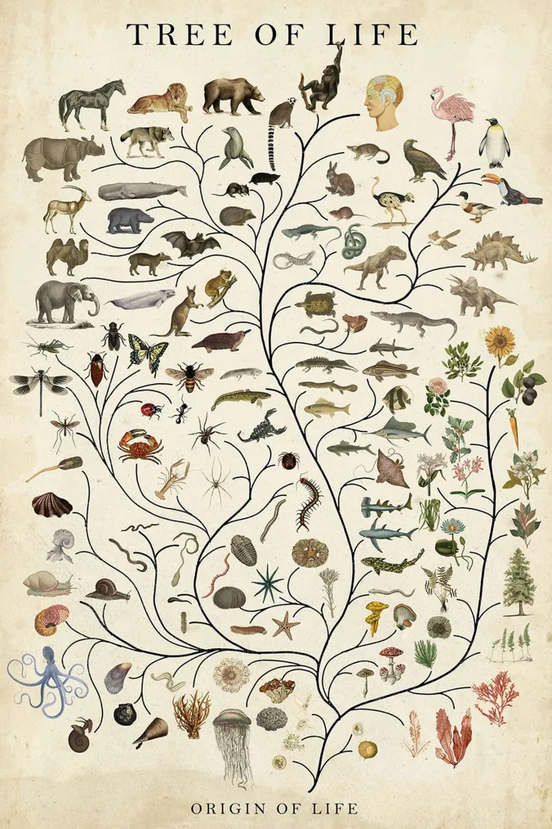Tree of Life canvas with Floater frame by David Jackson