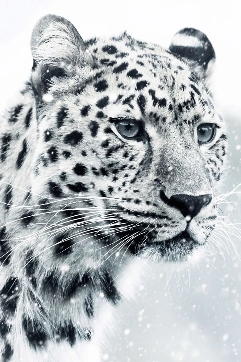 Ritratto di leopardo delle nevi bianco poster da David Jackson