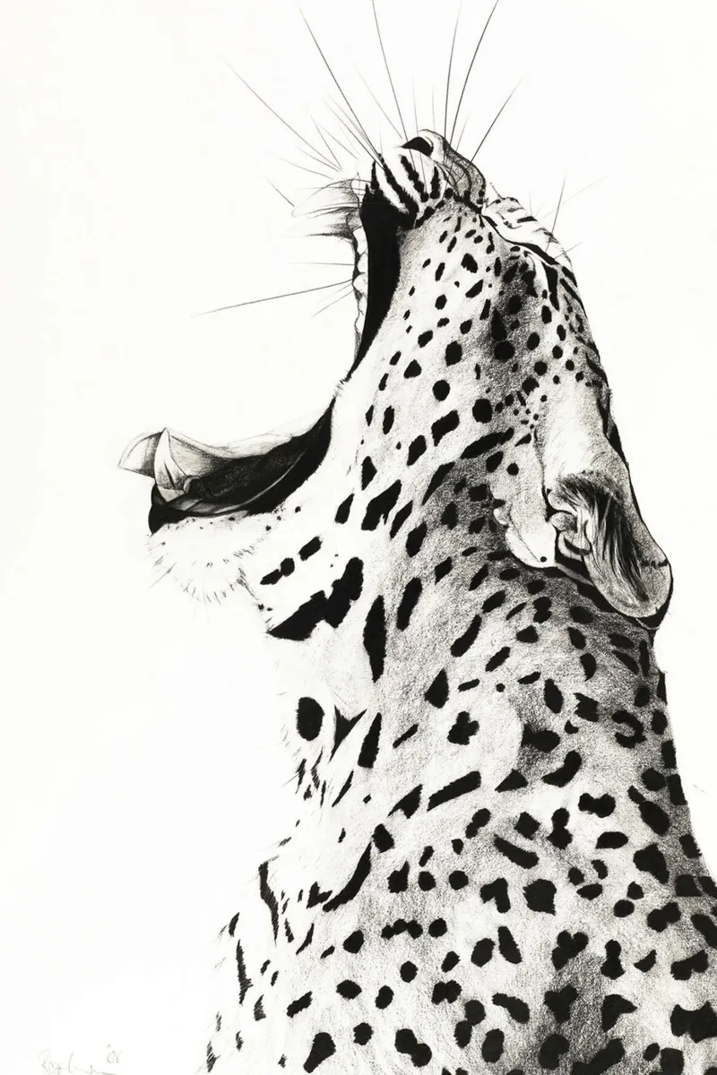 Leopardo sbadigliante poster da David Jackson