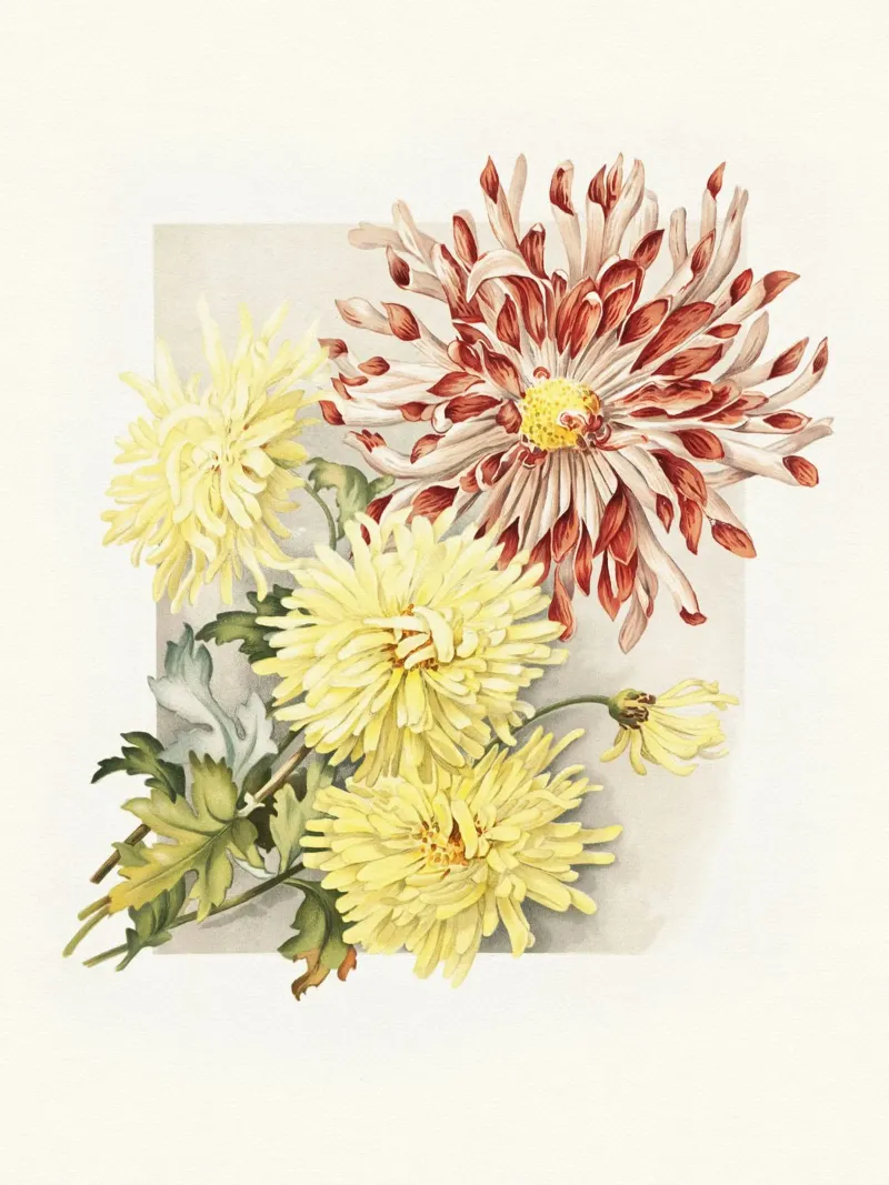 Chrysanthemums poster da apoloprints