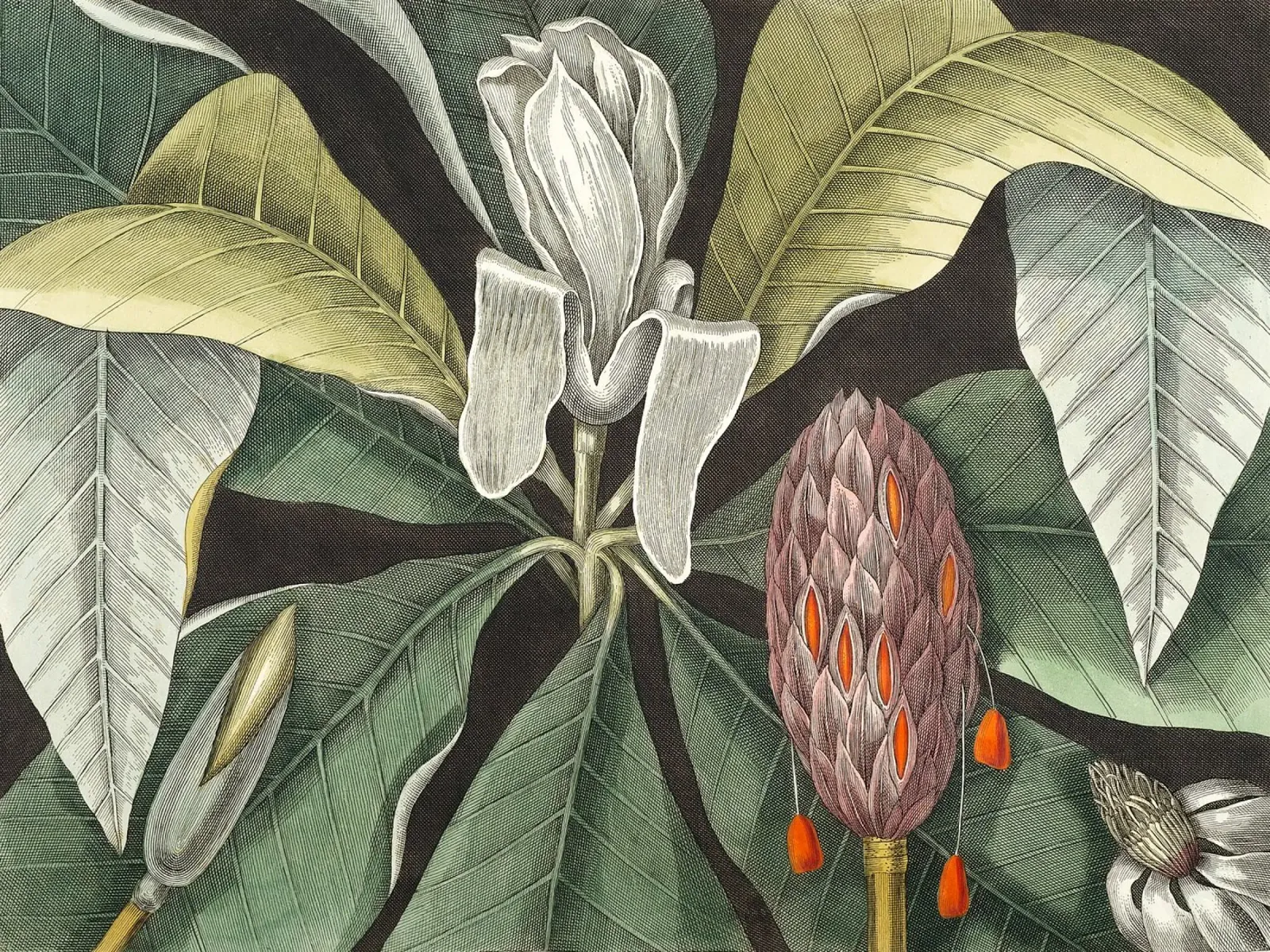 Magnolia Umbrella Tree poster da apoloprints