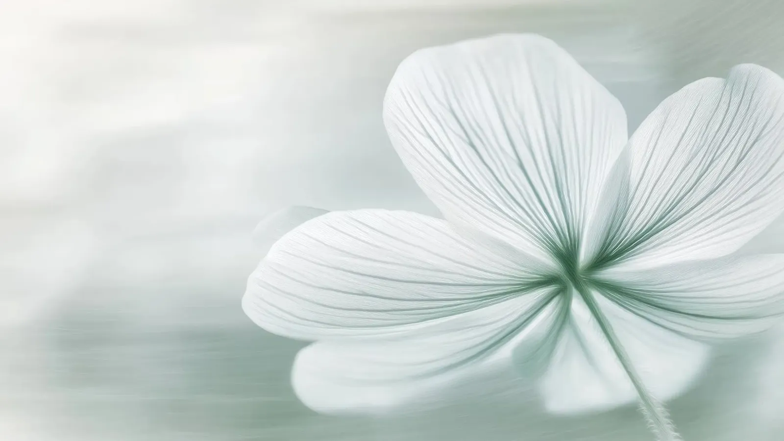Fiore bianco e verde pellicola backlit da Imagine