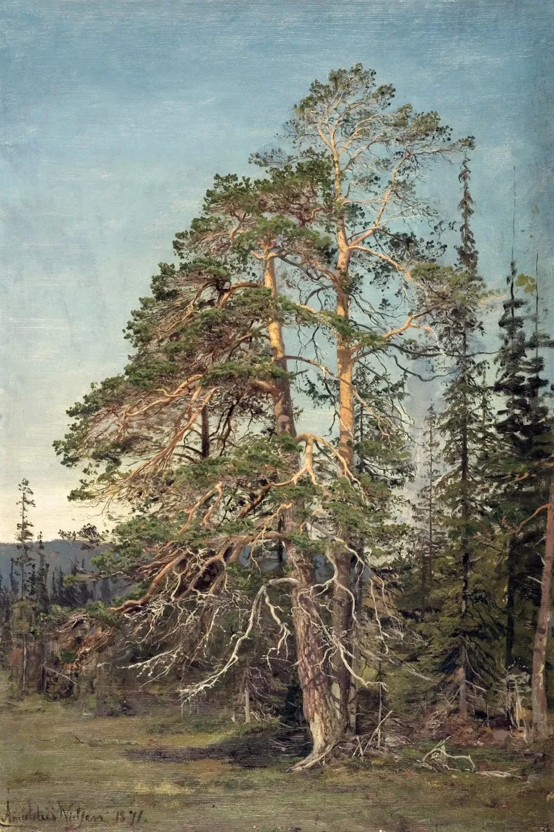 Pine Trees Landscape tela con Cornice a cassetta da apoloprints