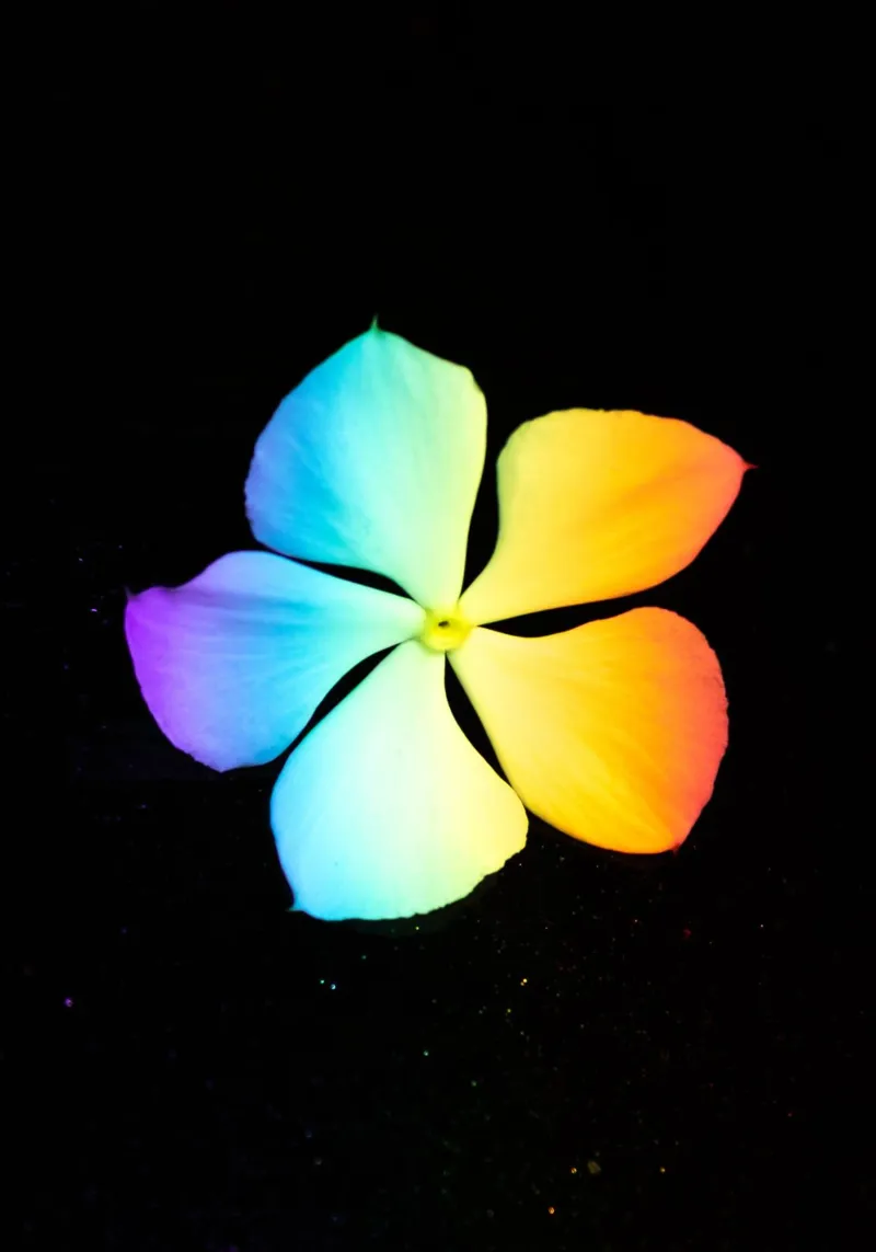Flora #14 poster da rafael campezato