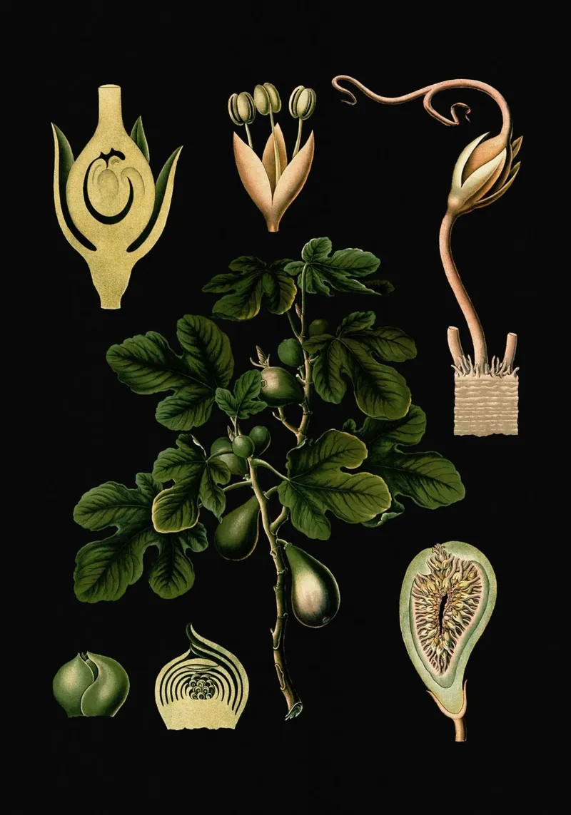 Vintage Bollmann 4 Feigenbaum poster con telaio in legno da Vintage Print Collection