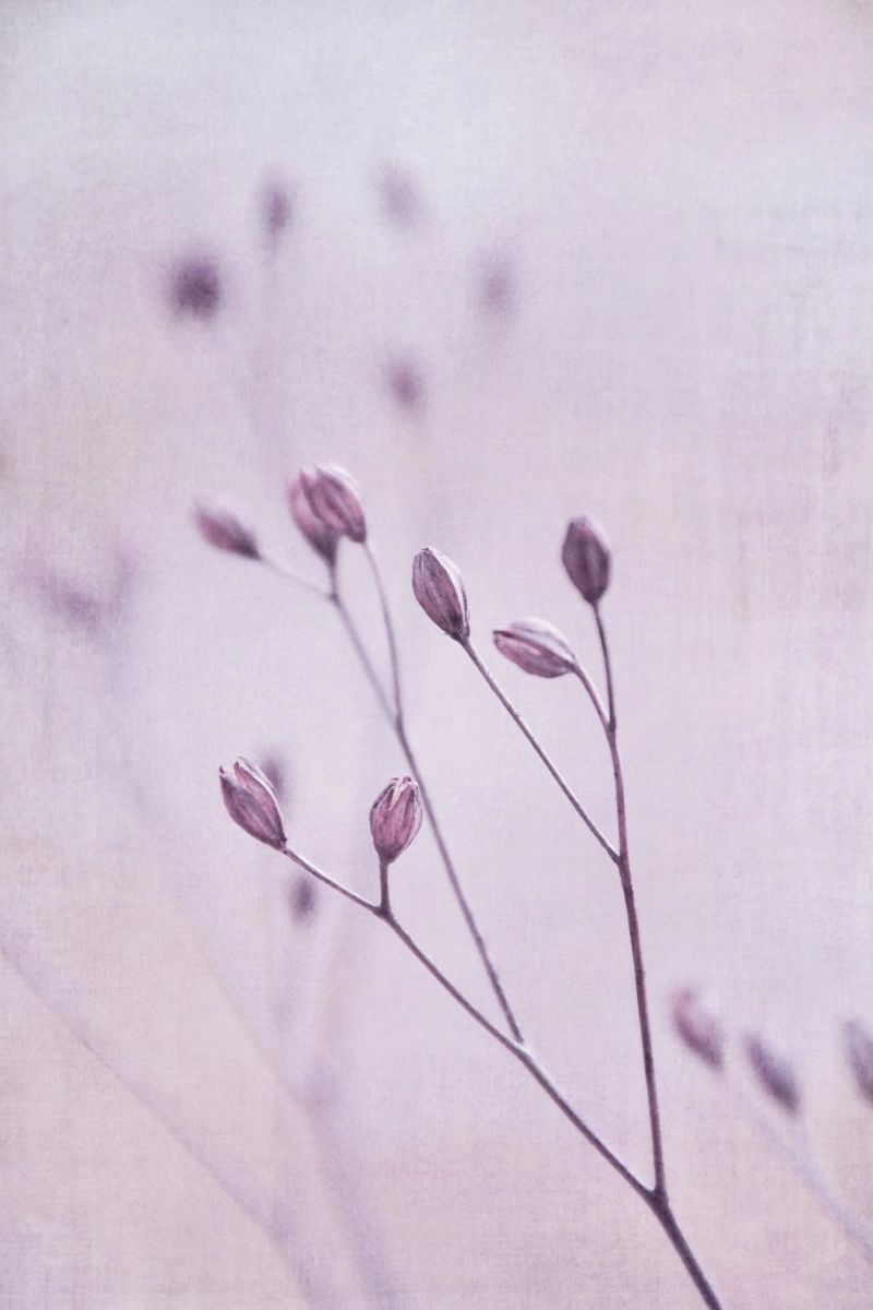 wildflower seeds Leinwand von Visuelle Poesie am Wegesrand