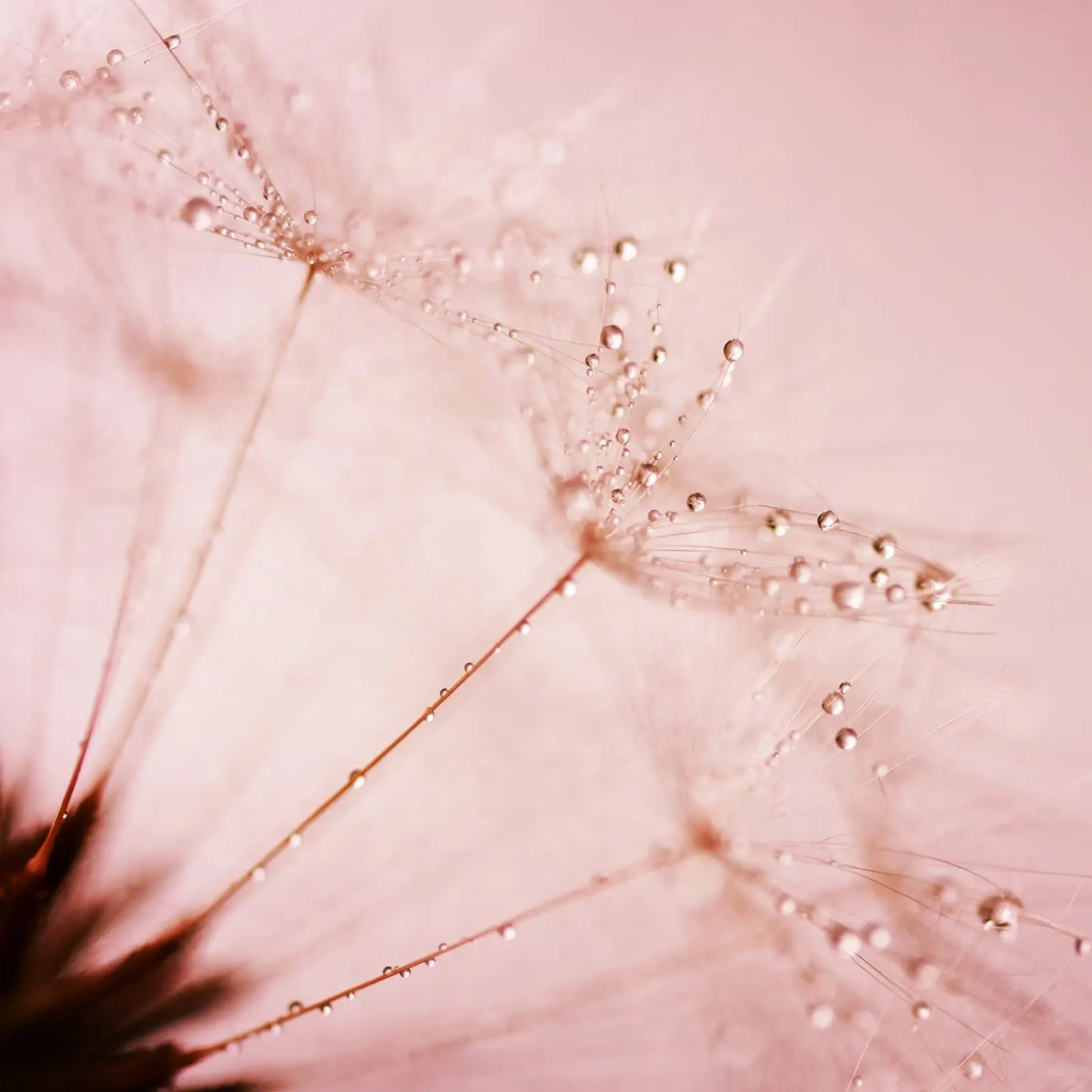droplets blush carta hahnemühle da Visuelle Poesie am Wegesrand
