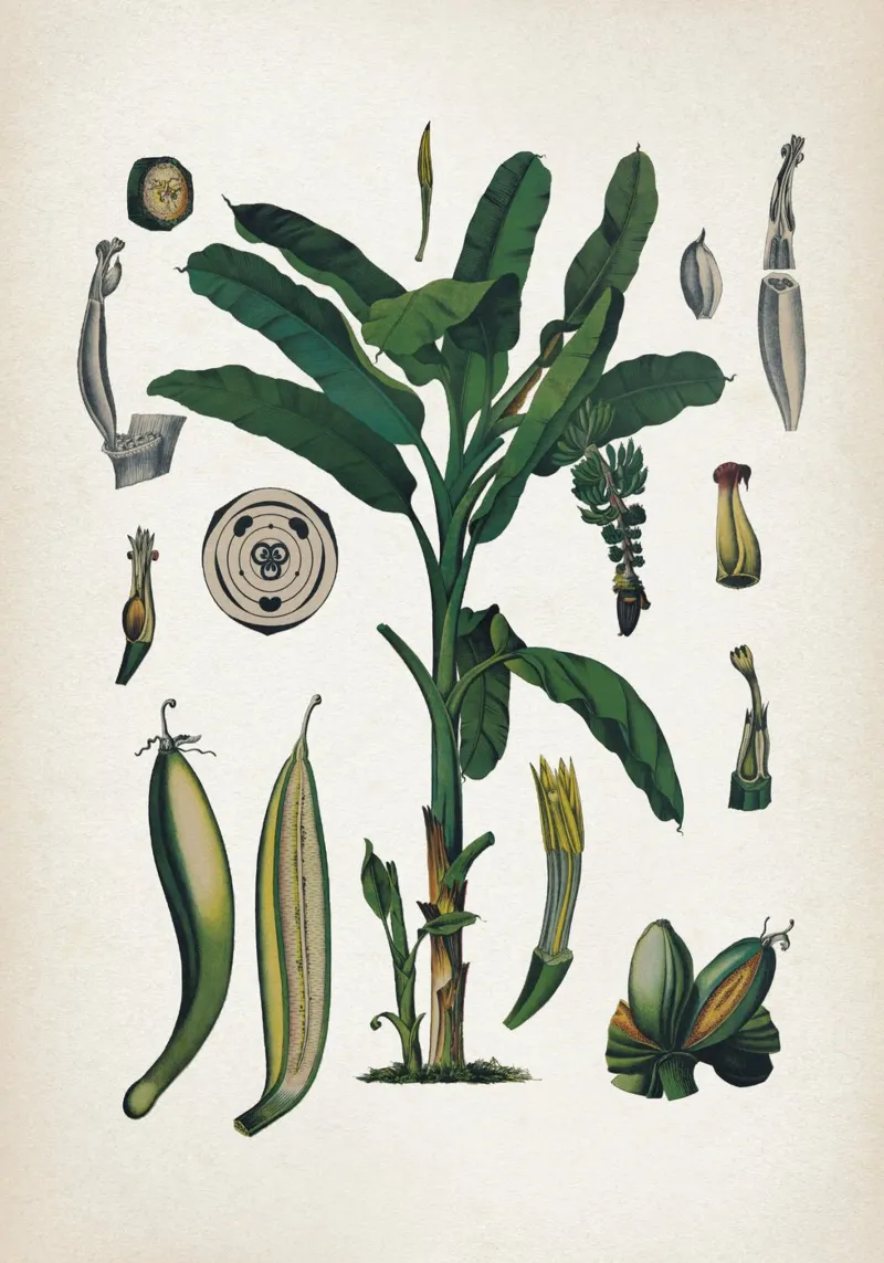 Vintage Bollmann 6 Gemeine Banane pellicola backlit da Vintage Print Collection