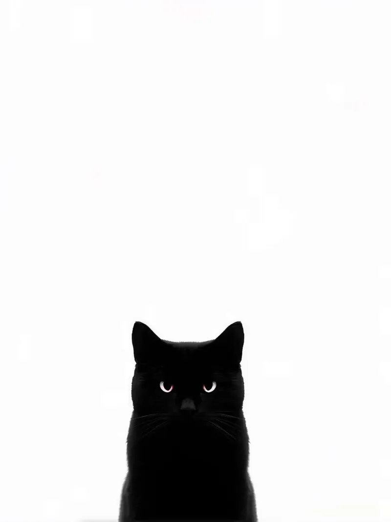 Black Cat Portrait on White Background canvas with Floater frame by Olivia Gagnon