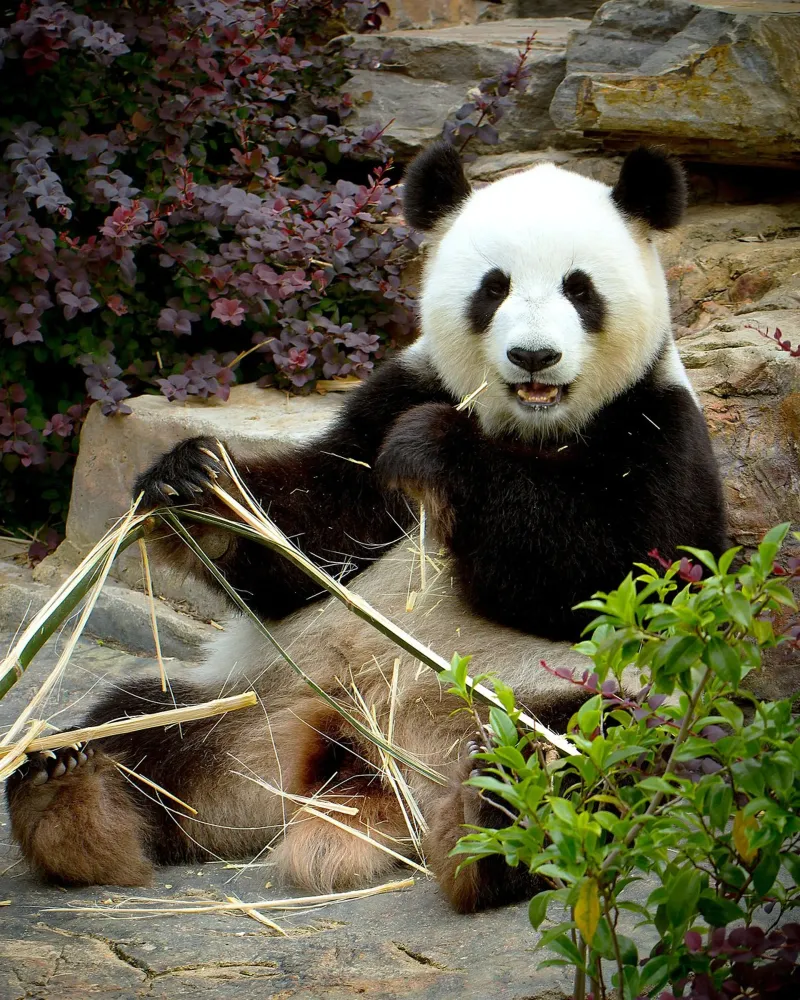 Pandas süßes Festmahl Poster von Nature's Palette
