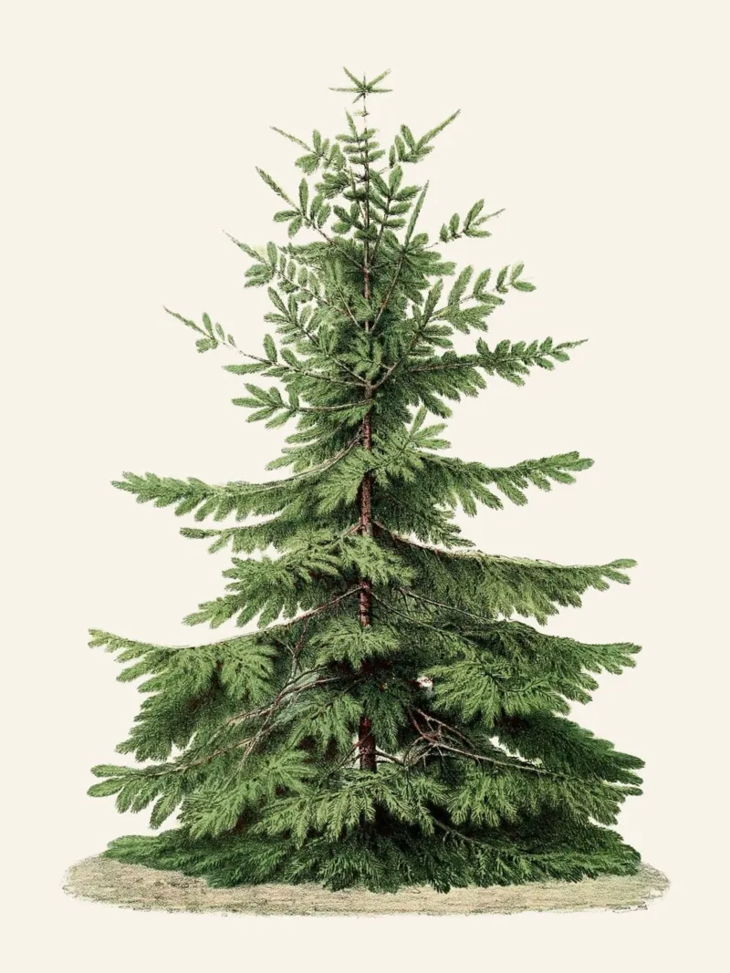 Albero di Natale vintage - Illustrazione di abete classico poster con telaio in plastica da Studio Vibe
